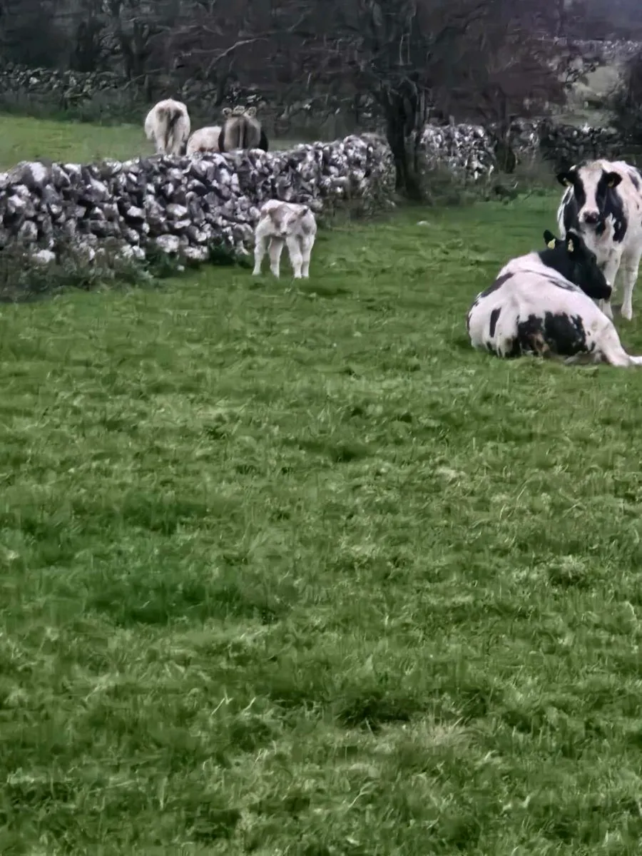 Calf - Image 2