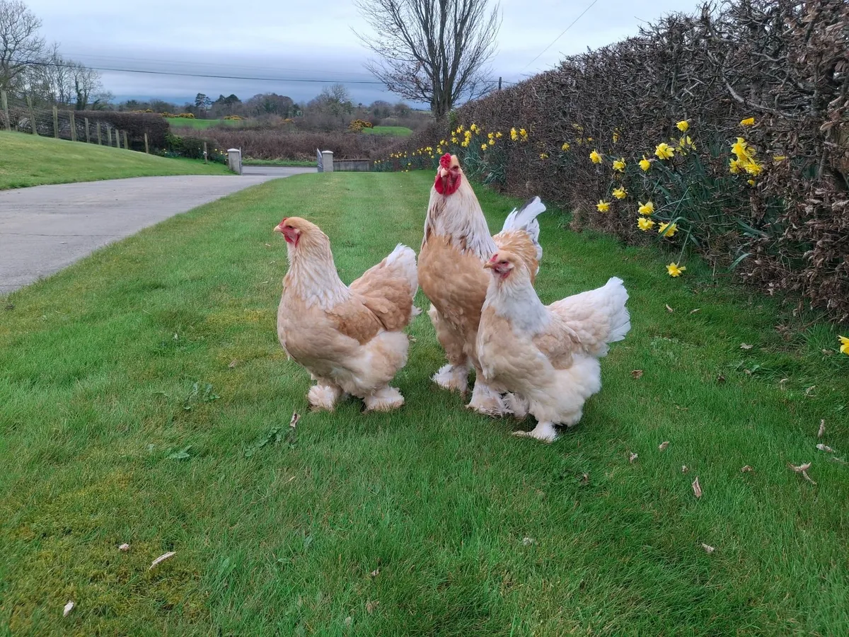 Lemon Pyle Brahma Pair - Image 1