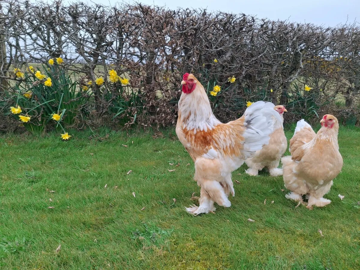 Lemon Pyle Brahma Pair - Image 2