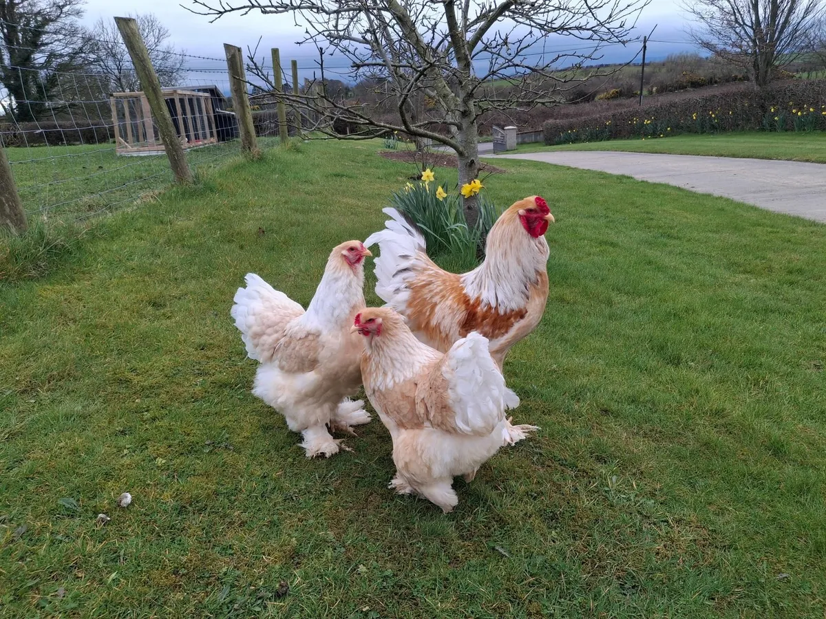 Lemon Pyle Brahma Pair - Image 3