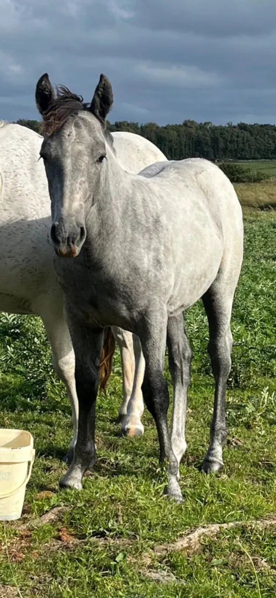 Connemera foal - Image 3
