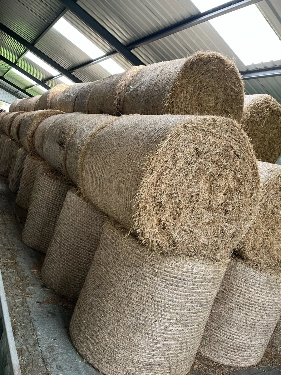 300 bales of top quality hay - Image 2