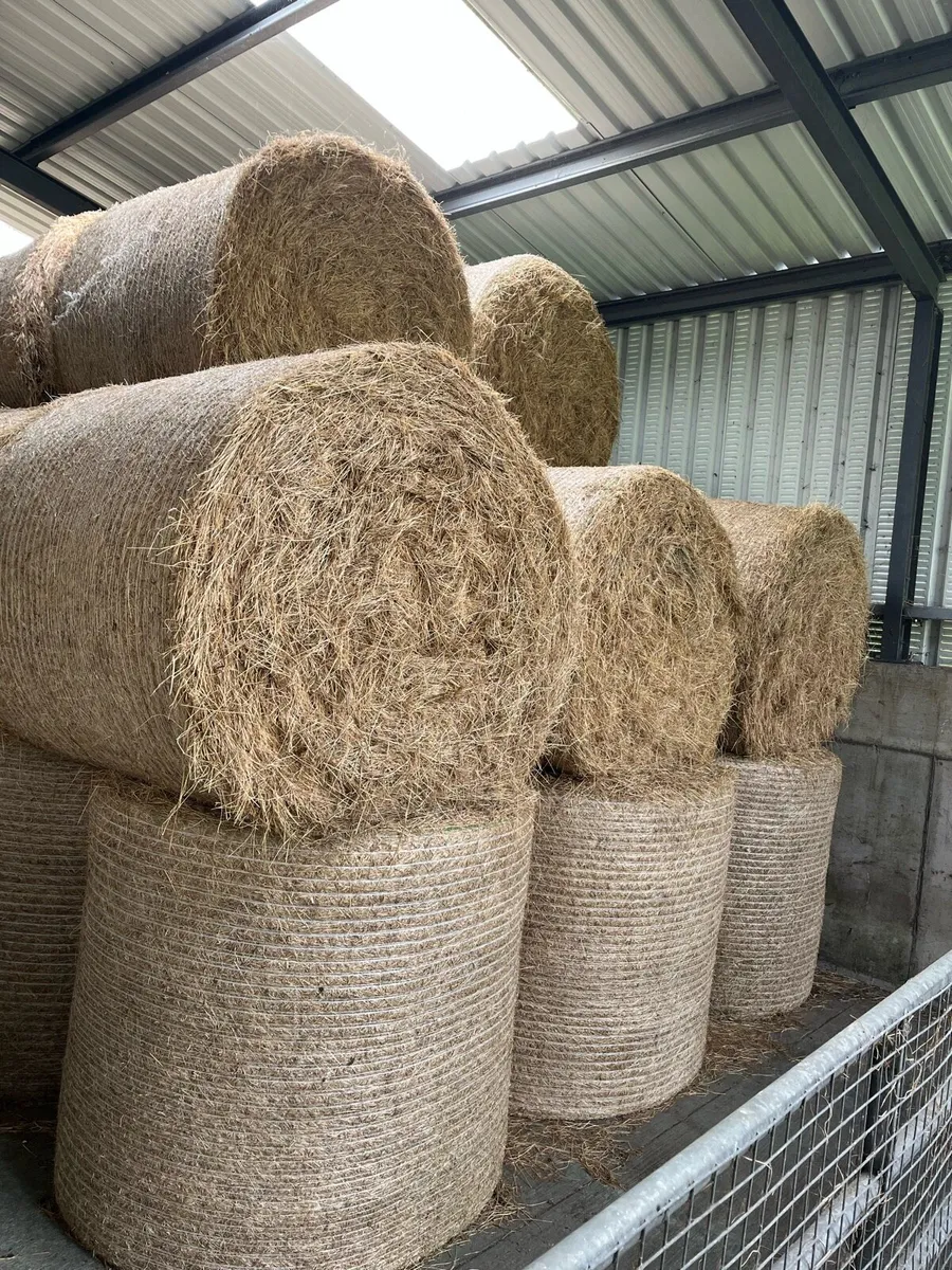 300 bales of top quality hay - Image 4