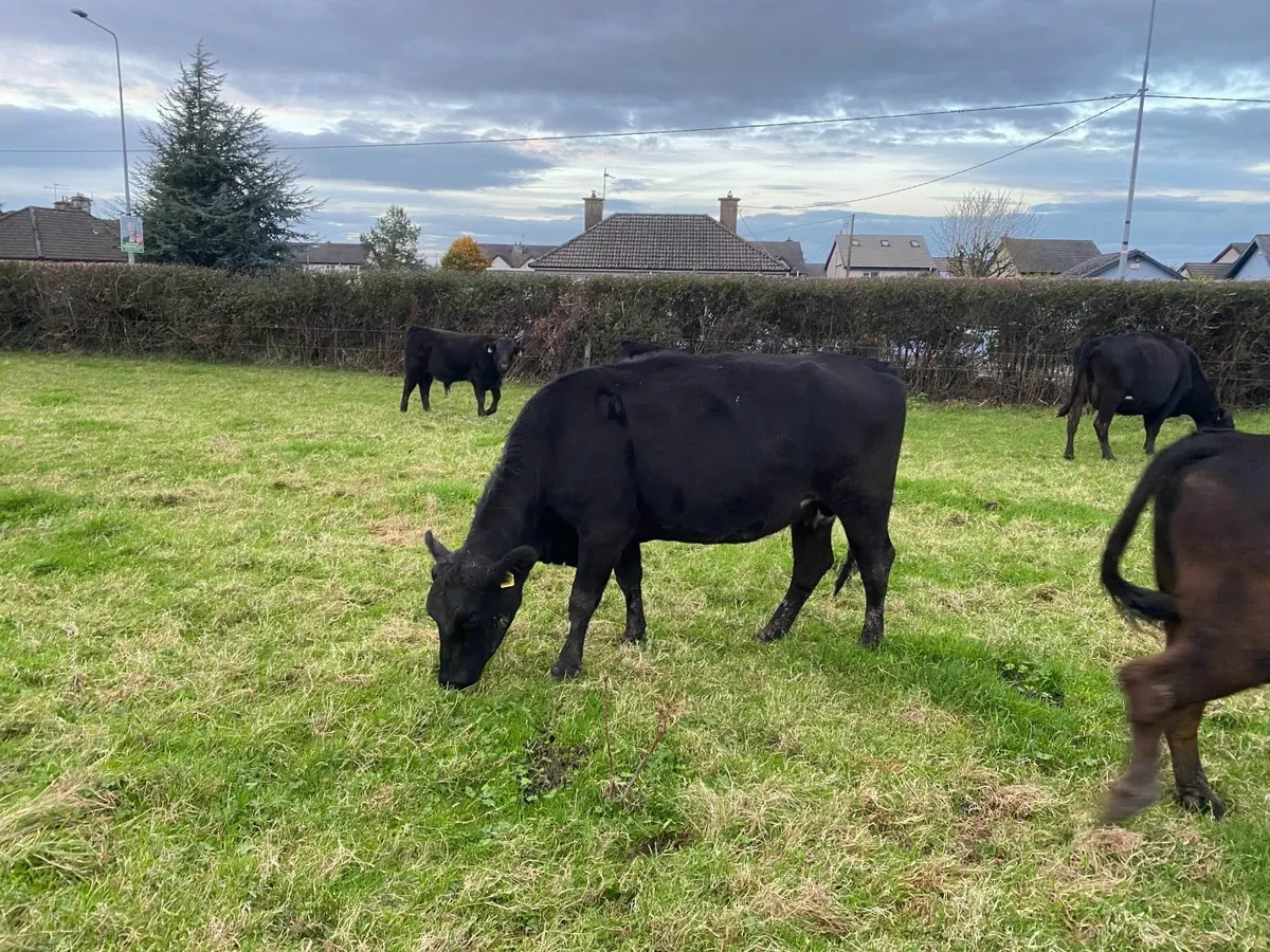 4 Year Old Angus Cow - Image 1