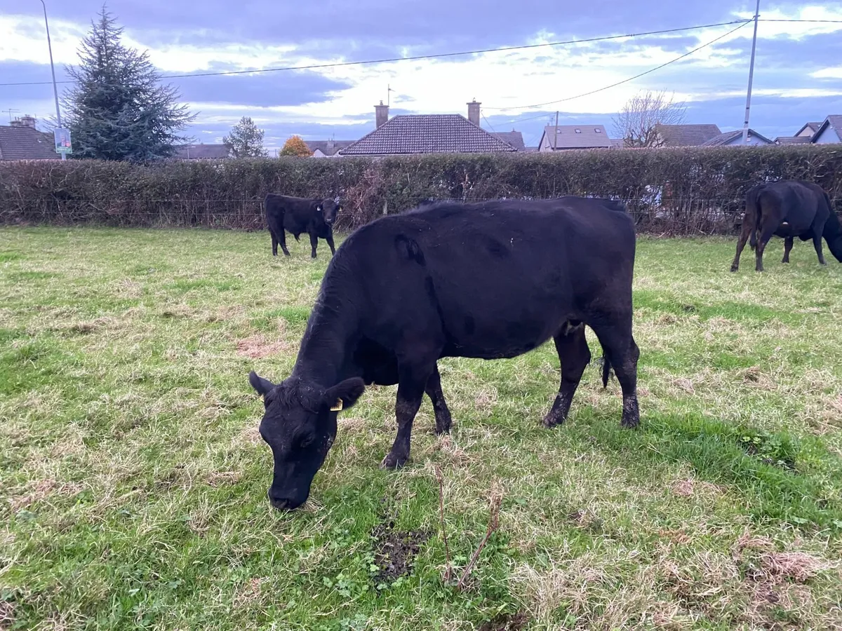 4 Year Old Angus Cow - Image 3