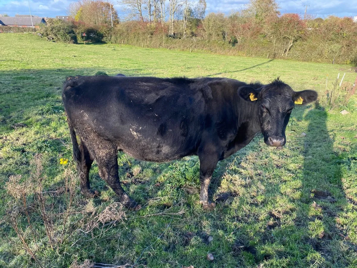 4 Year Old Angus Cow - Image 4