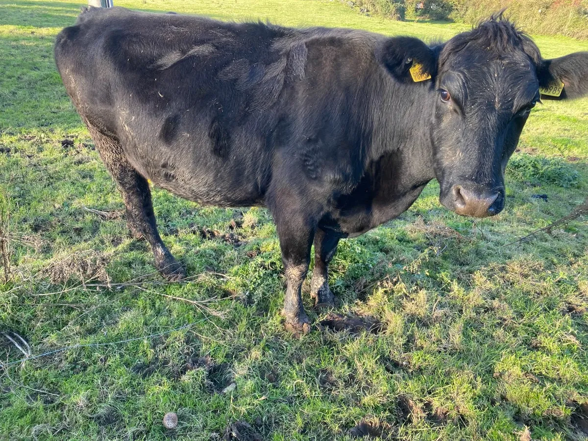 4 Year Old Angus Cow - Image 2