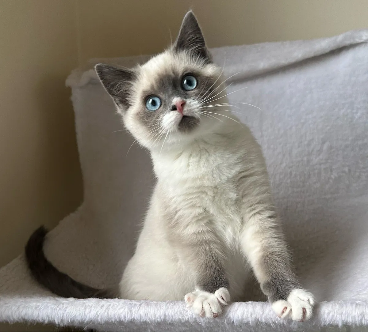 Ragdoll Kittens - Image 1