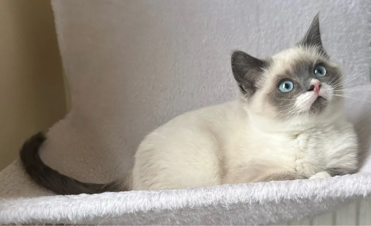 Ragdoll Kittens - Image 3