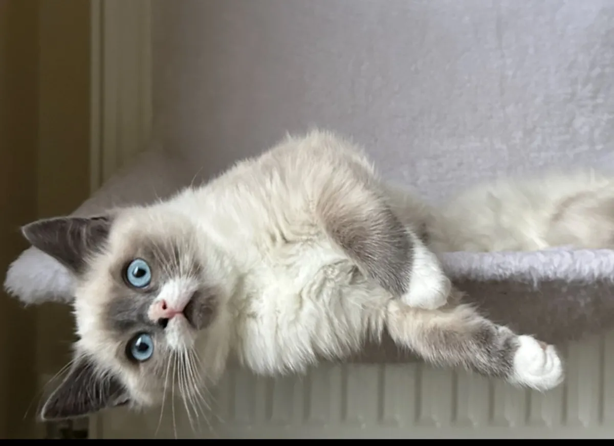 Ragdoll Kittens - Image 2