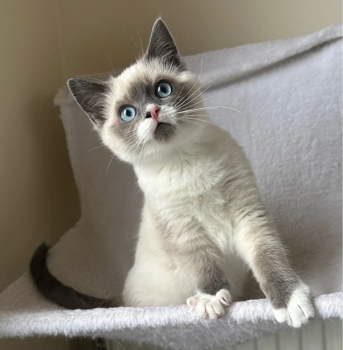 1 Ragdoll Female Kitten - Image 2