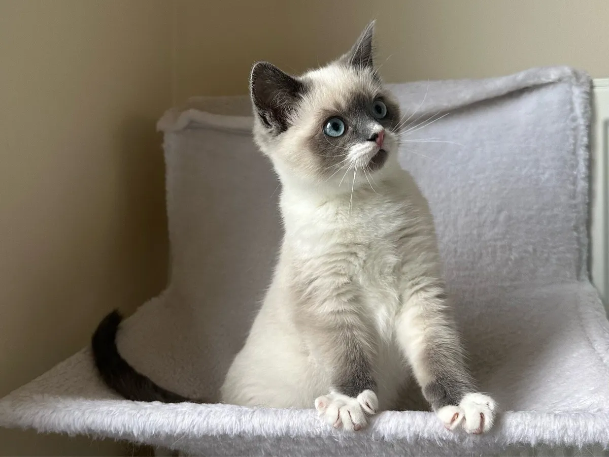 1 Ragdoll Female Kitten - Image 4