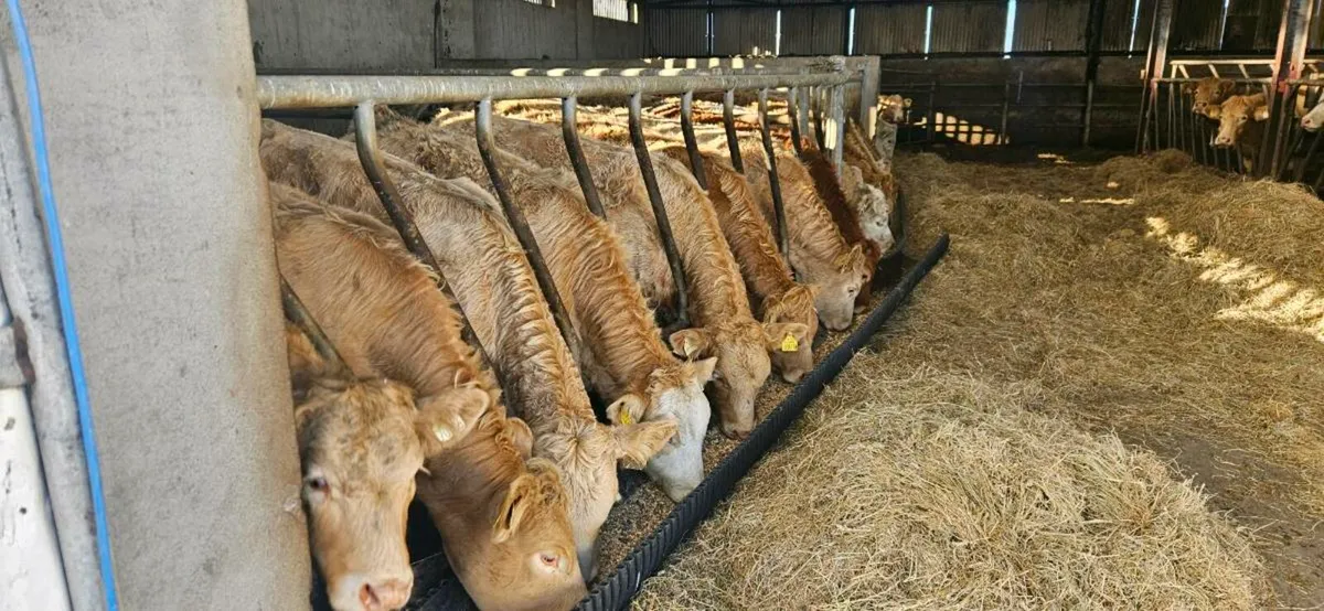 22 Super Continental Heifers. - Image 1