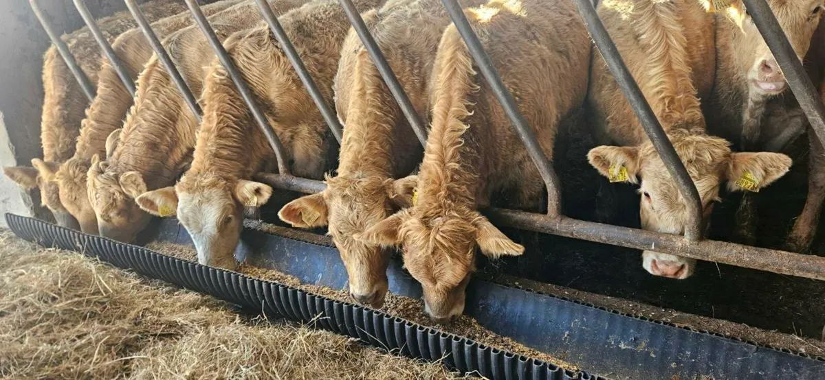 22 Super Continental Heifers. - Image 3