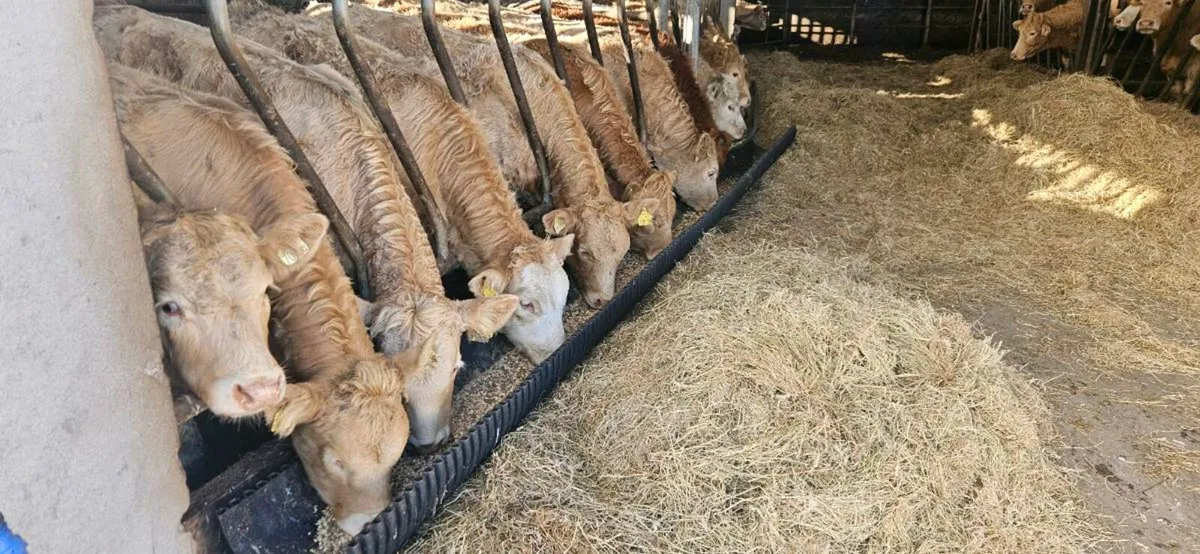 22 Super Continental Heifers. - Image 4