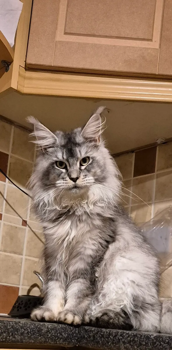 Maine coon - Image 1