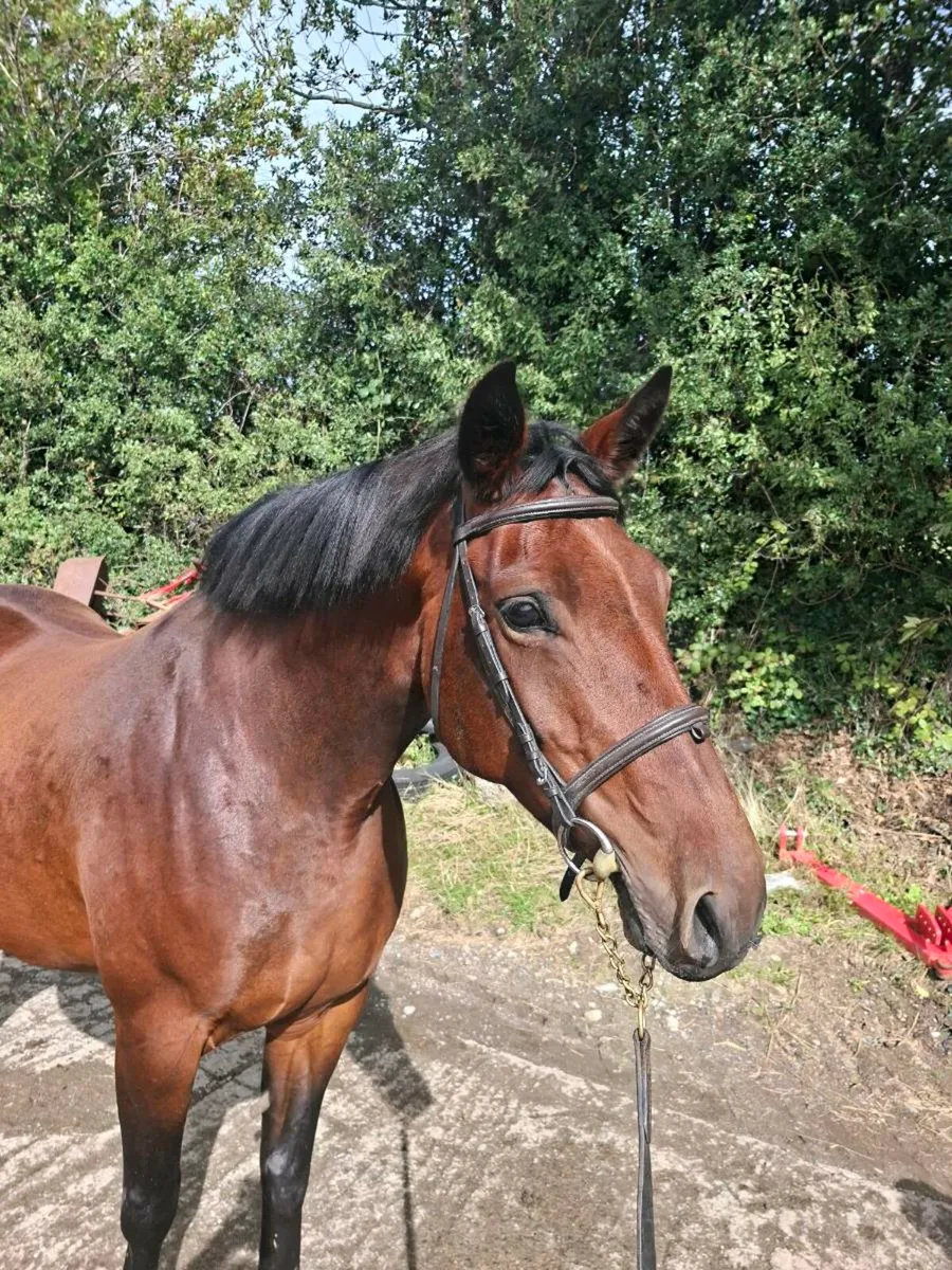 Mare in foal - Image 1