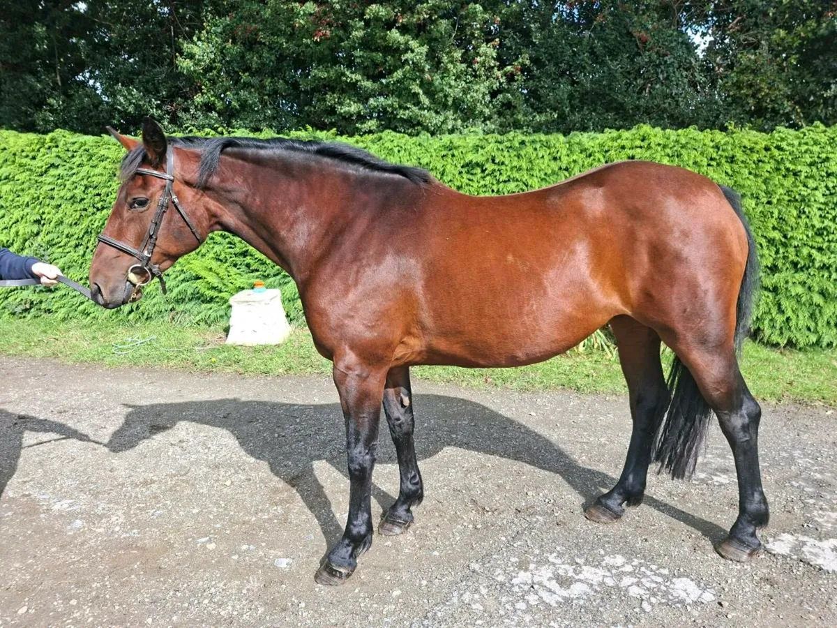 Mare in foal - Image 2