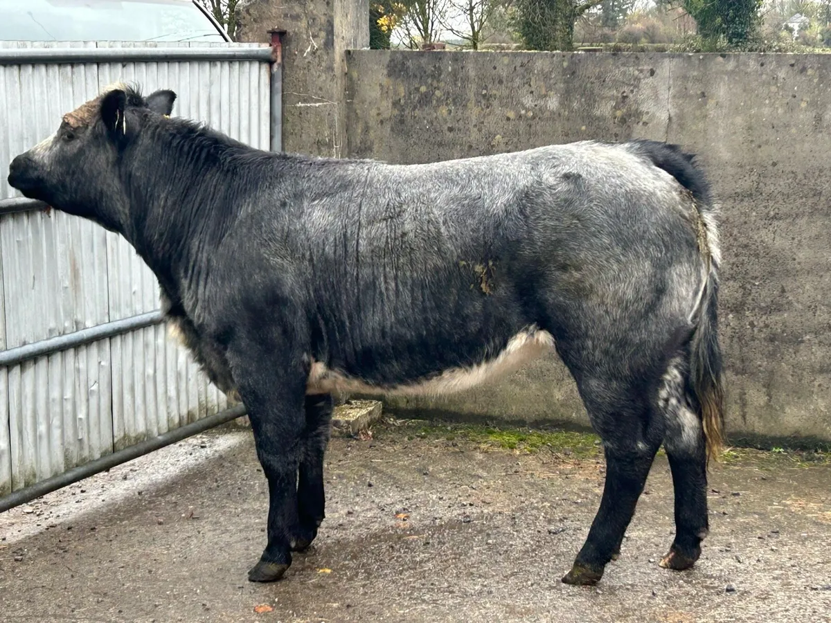 Breeding Heifer - Image 1