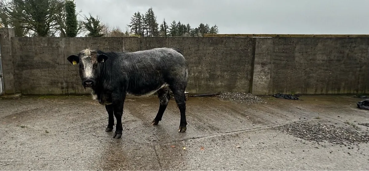 Breeding Heifer - Image 2