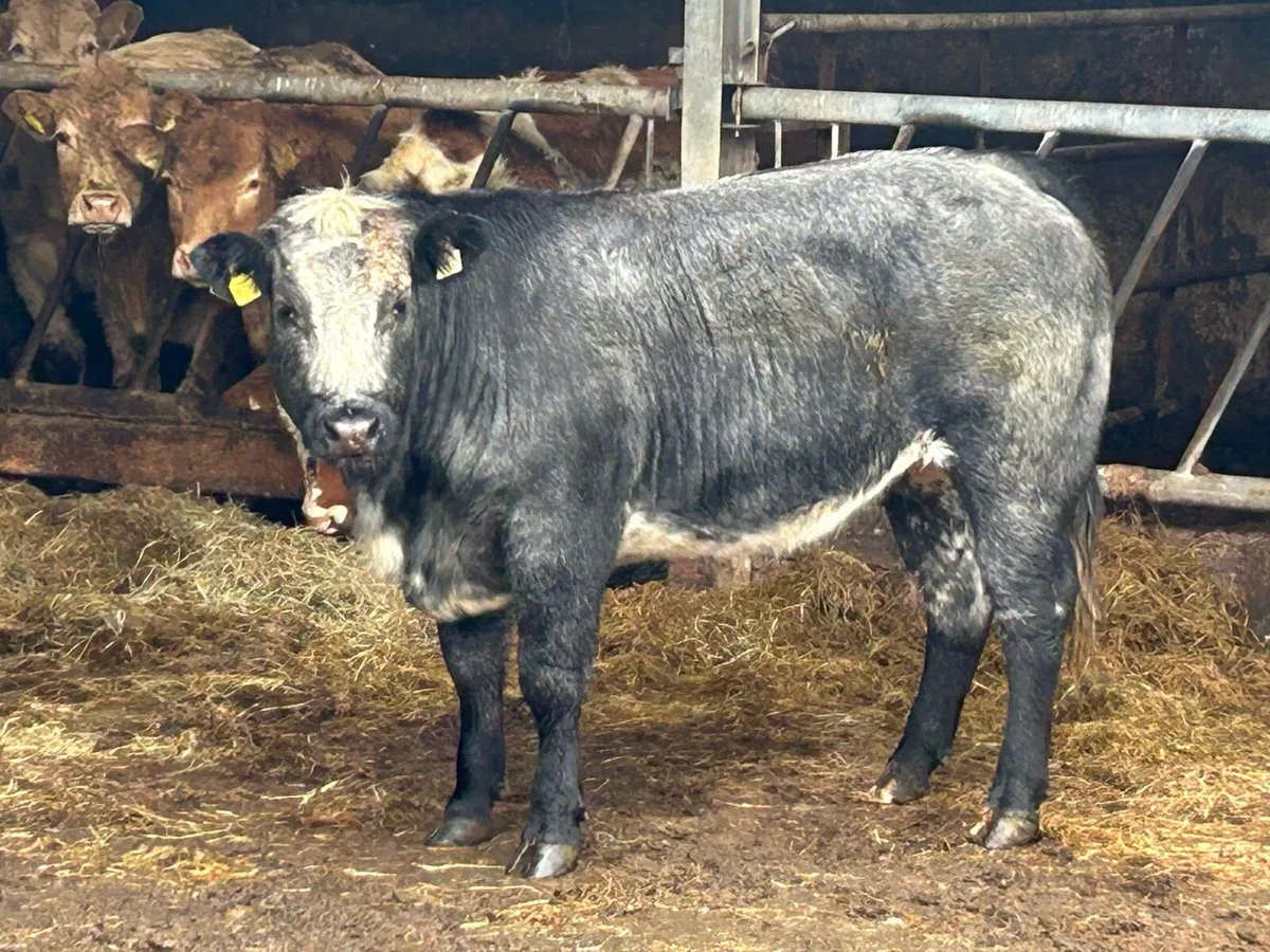 Breeding Heifer - Image 3