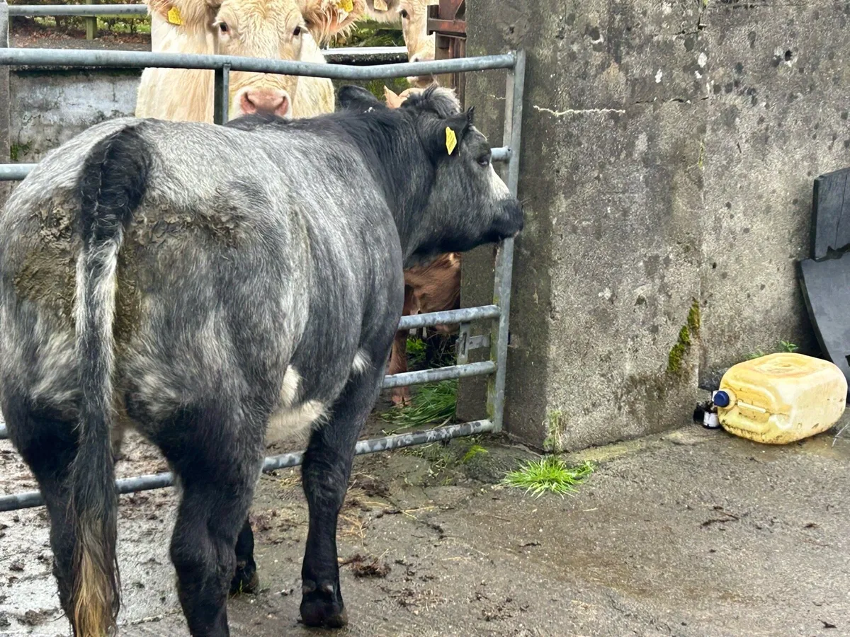 Breeding Heifer - Image 4
