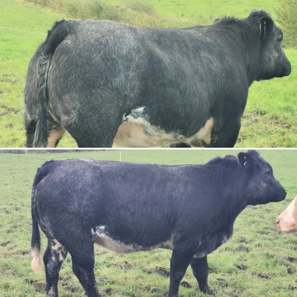 🌟Springing Heifers for Balla Sat 1st Nov🌟 - Image 1