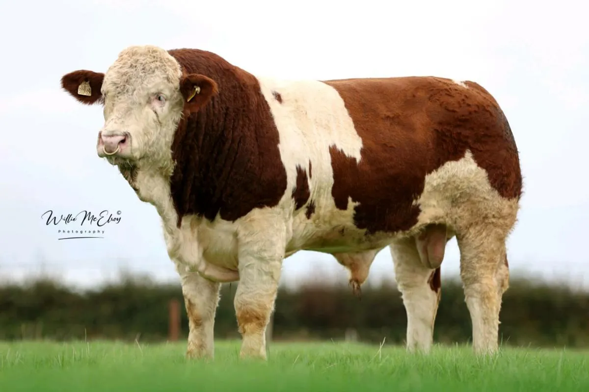 Pedigree Simmental Bull - Image 2