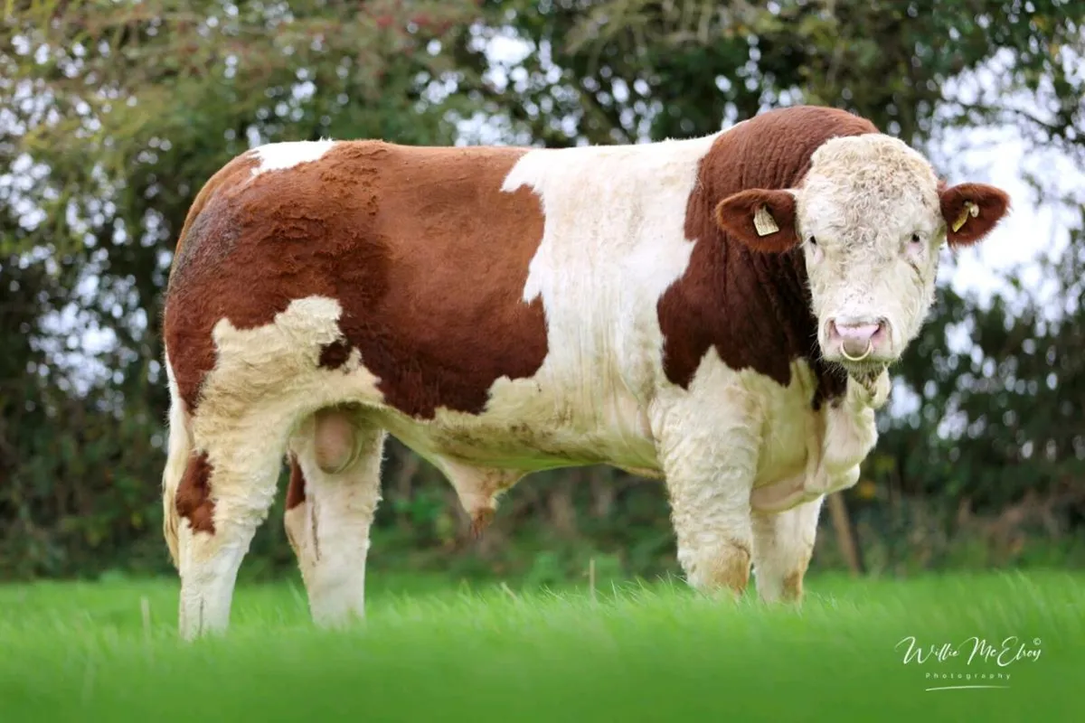 Pedigree Simmental Bull - Image 1