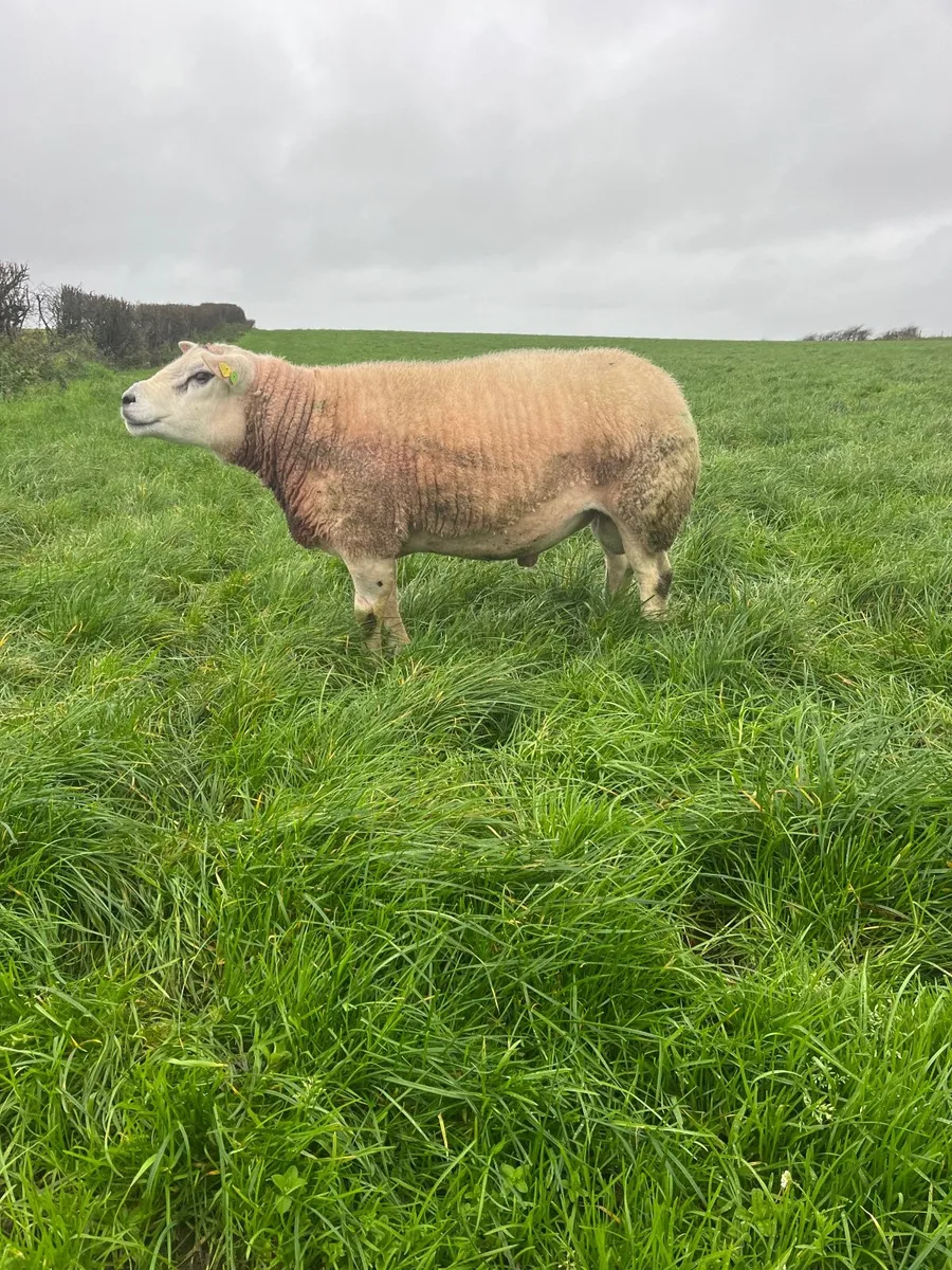 Pedigree Texal ram - Image 1