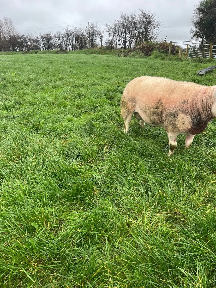 Pedigree Texal ram - Image 2