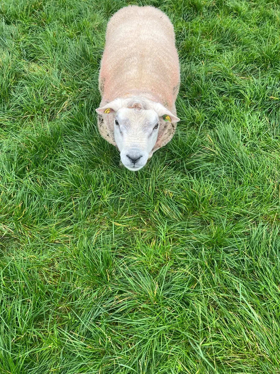 Pedigree Texal ram - Image 3
