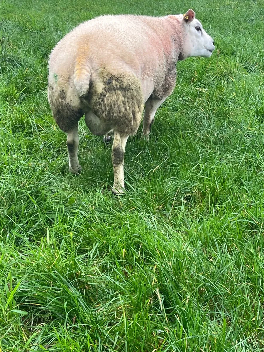 Pedigree Texal ram - Image 4