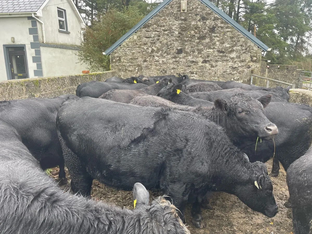 Angus bullocks - Image 1