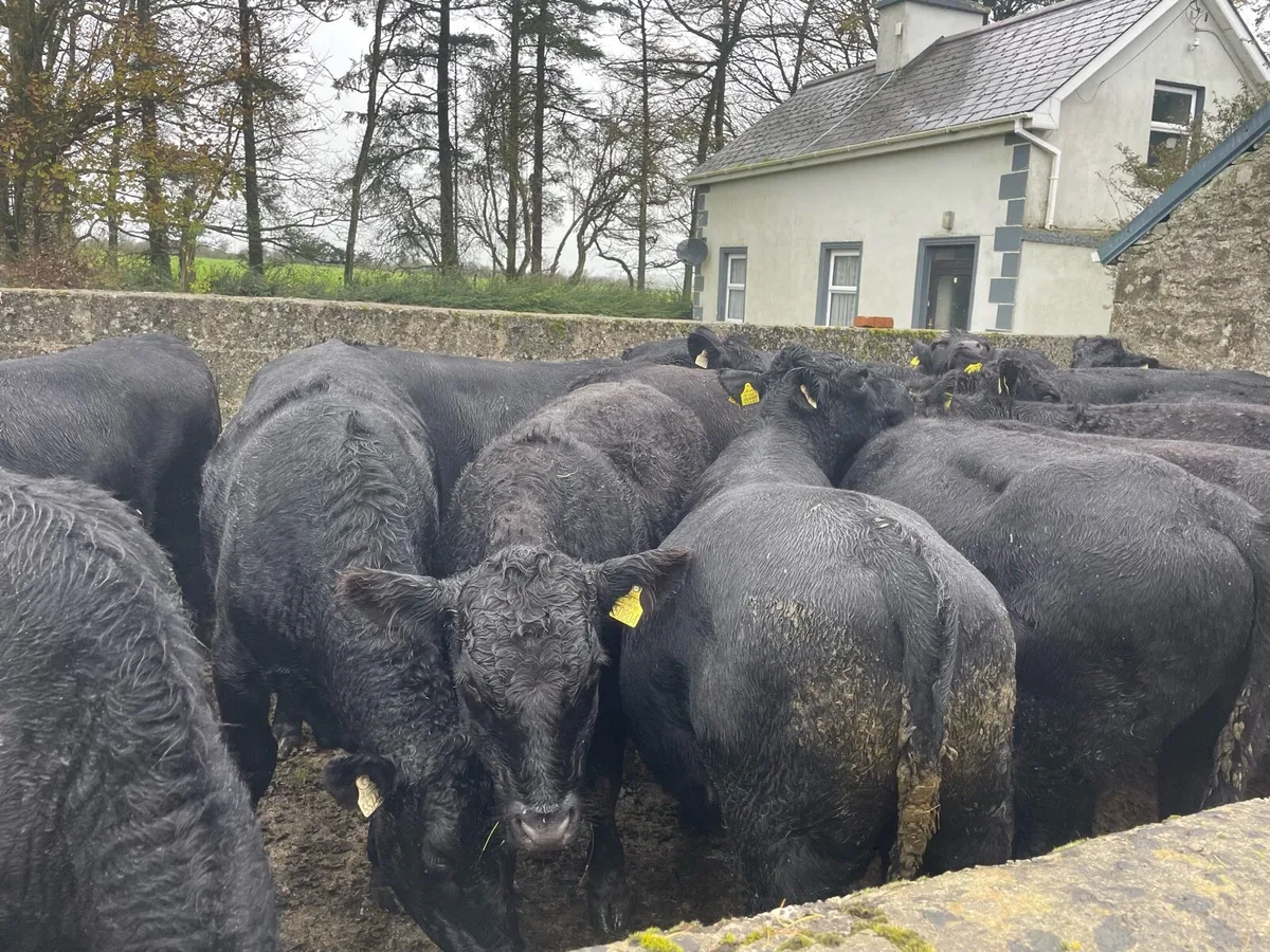 Angus bullocks - Image 2