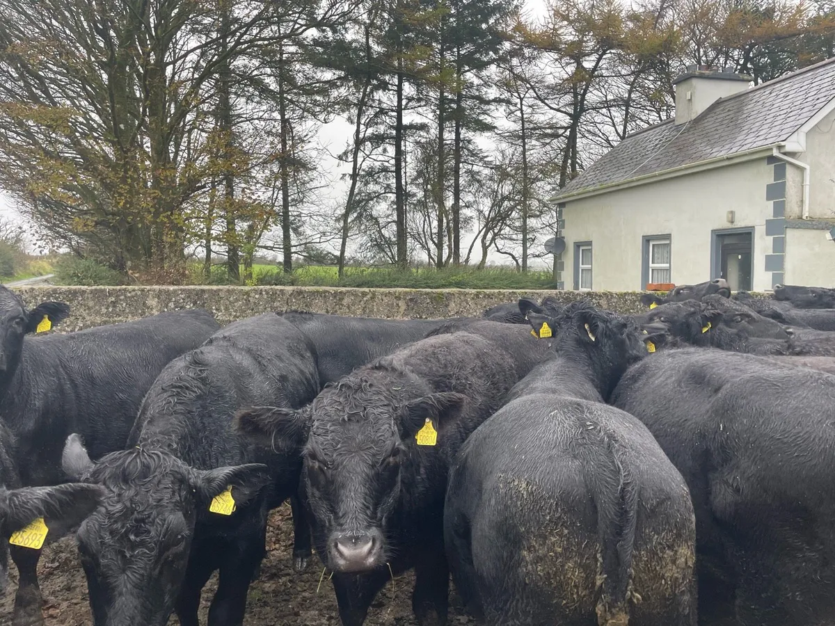Angus bullocks - Image 3