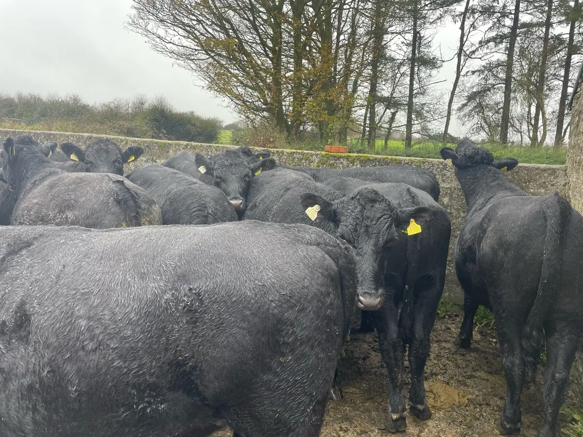 Angus bullocks - Image 4