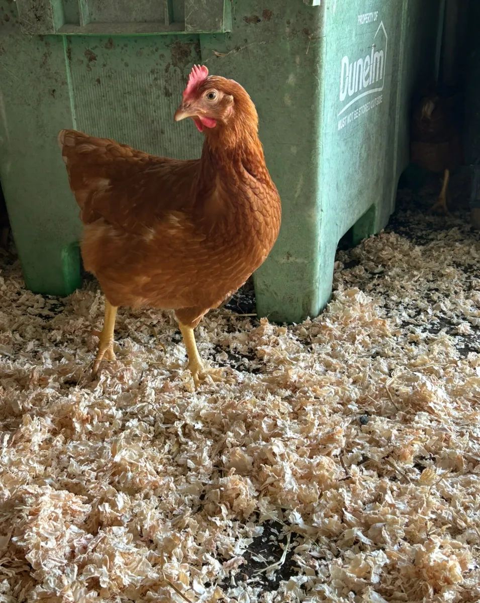 28 week old pullets - Image 1