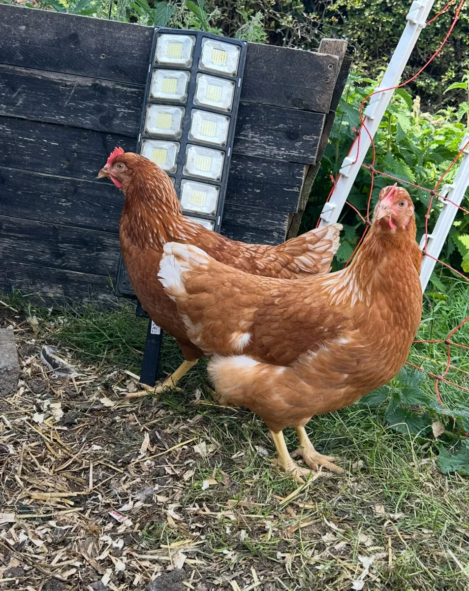 28 week old pullets - Image 2