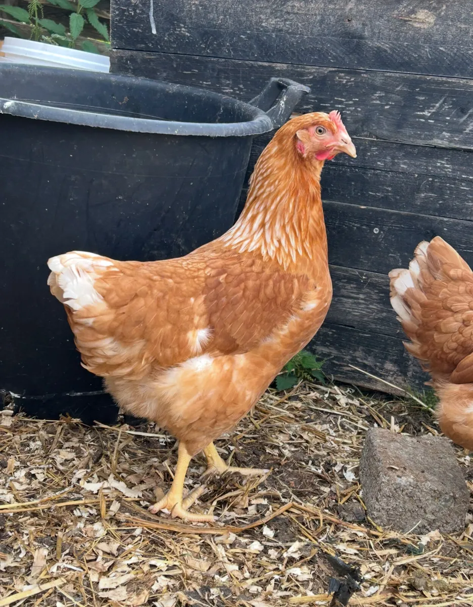 28 week old pullets - Image 3
