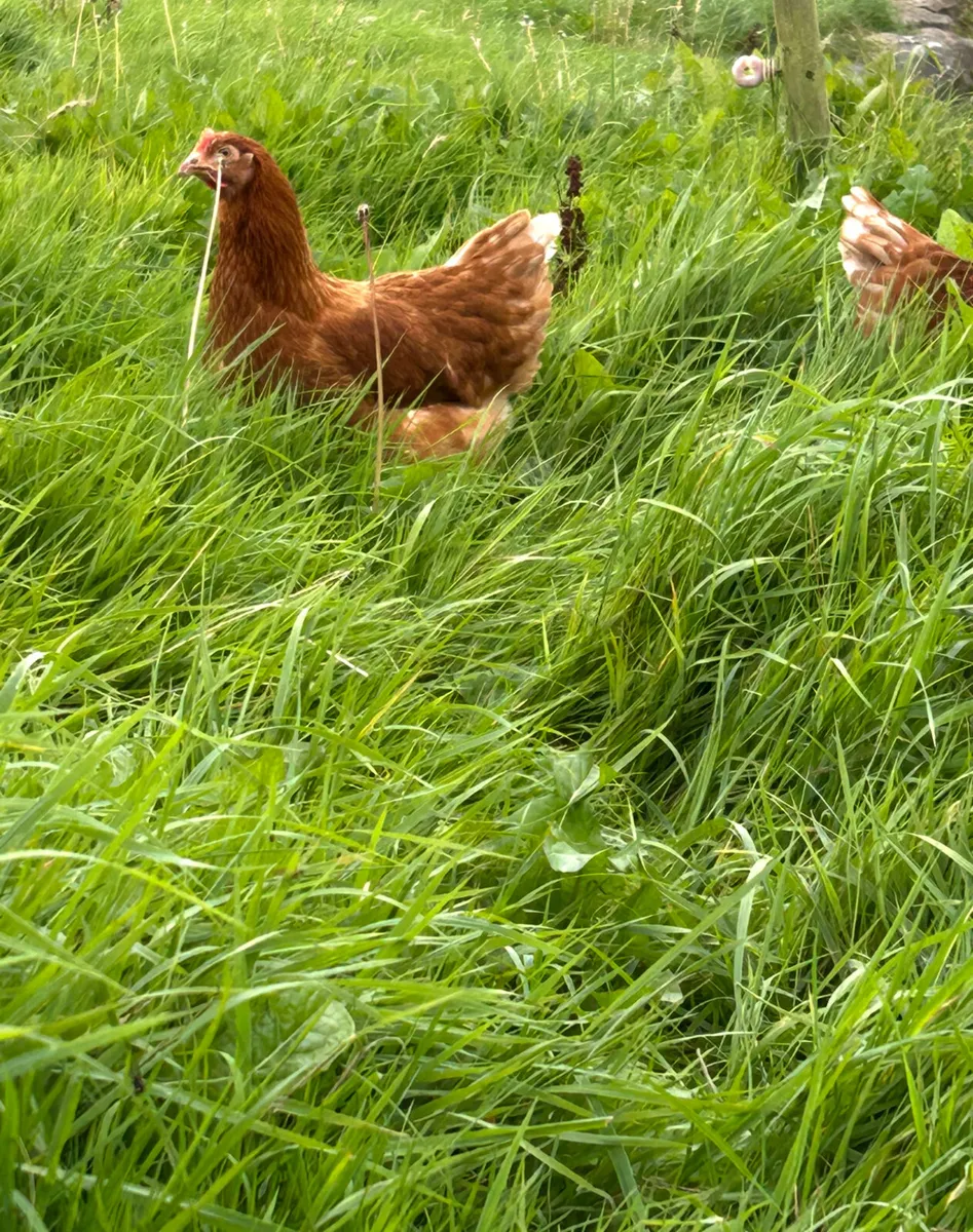 28 week old pullets - Image 4