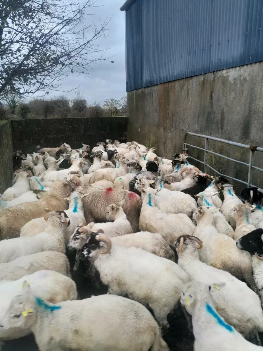 Store lamb's - Image 1