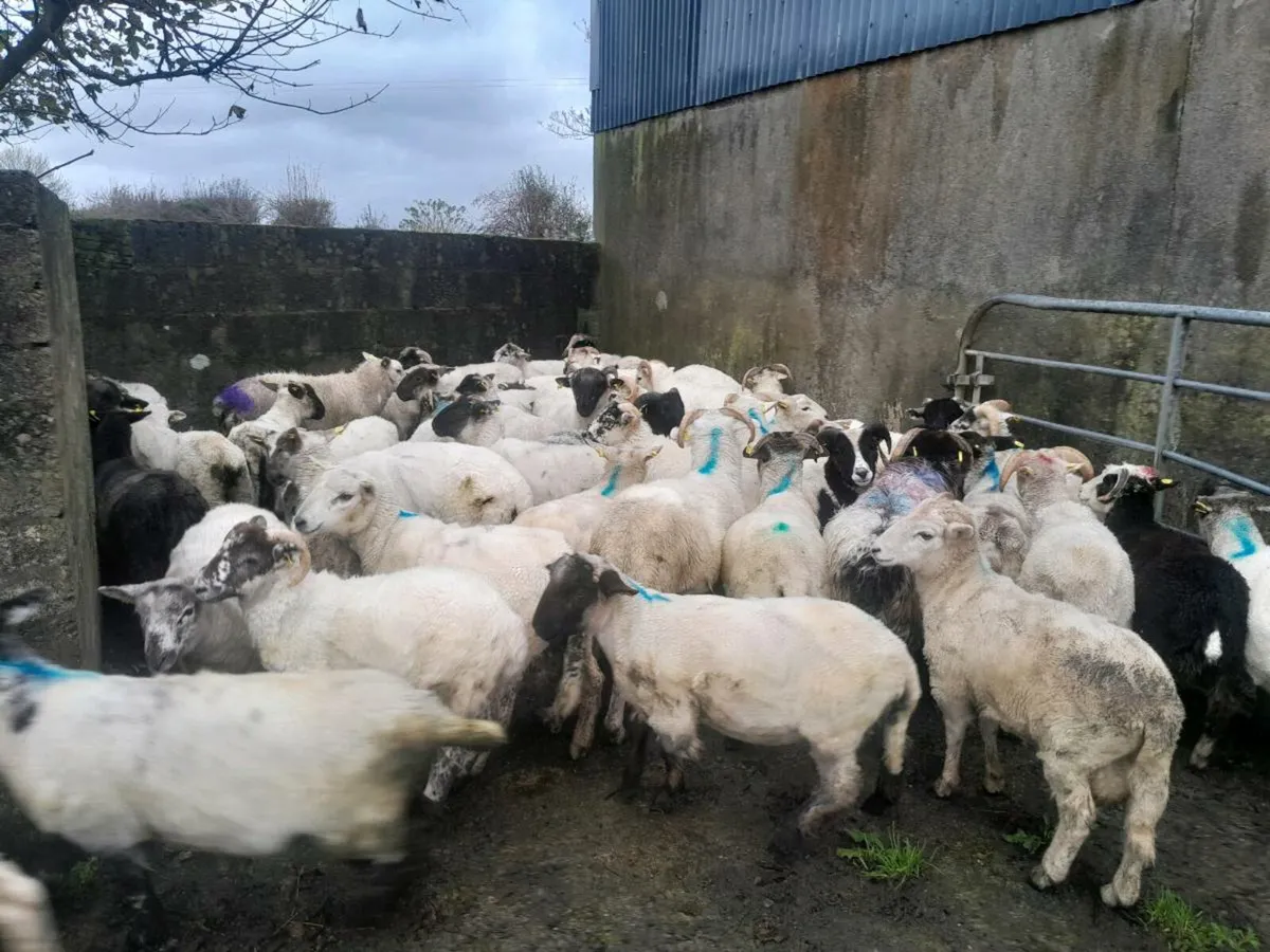 Store lamb's - Image 2