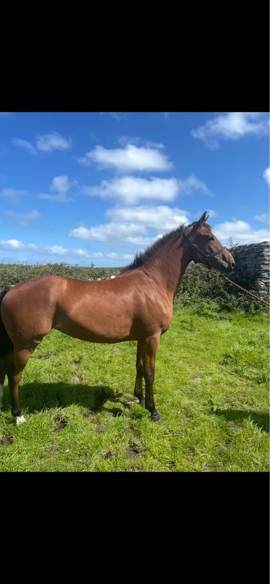 Vivant filly - Image 2