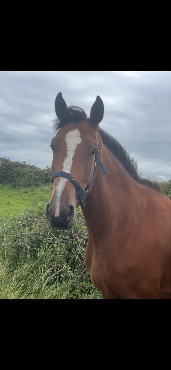 Vivant filly - Image 1