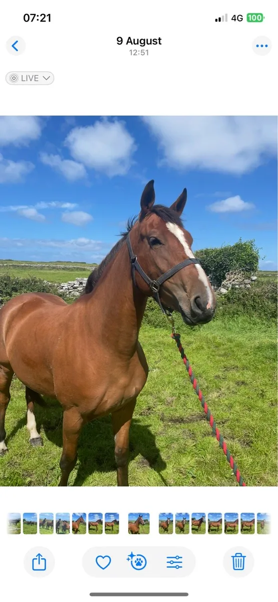Vivant filly - Image 3