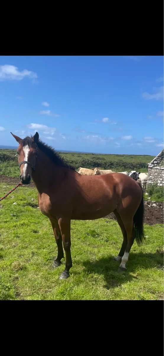 Vivant filly - Image 4