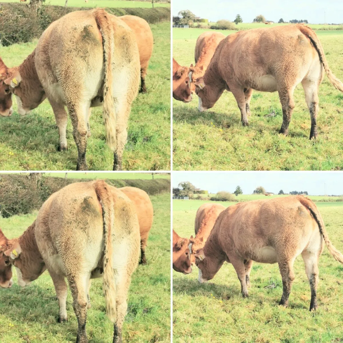 🌟Springing Heifers for Balla Sat 1st Nov🌟 - Image 2