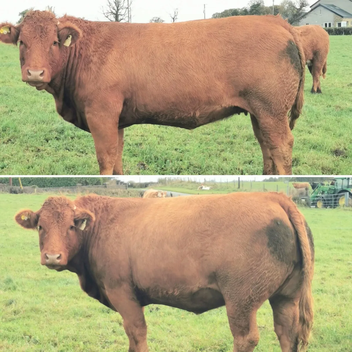 🌟Springing Heifers for Balla Sat 1st Nov🌟 - Image 3