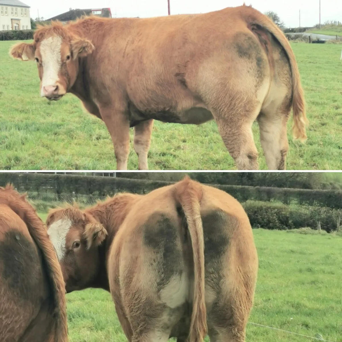 🌟Springing Heifers for Balla Sat 1st Nov🌟 - Image 1